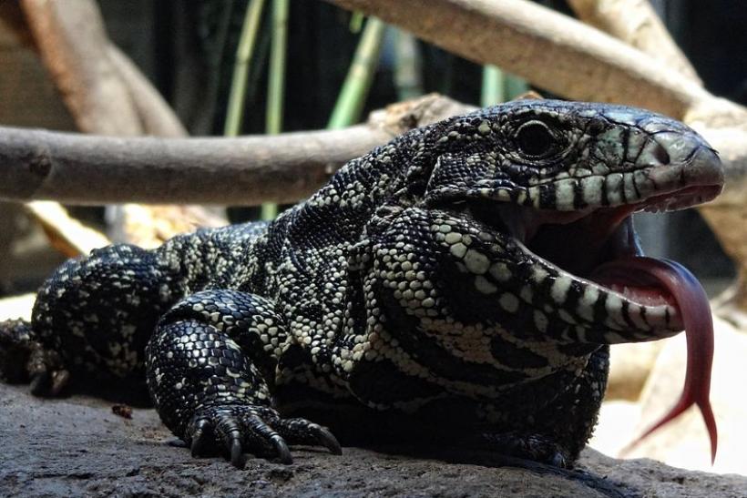 Tegu black and white (foto: Wikimedia)