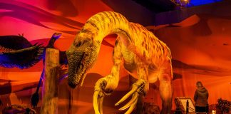Exposição possui cerca de 30 dinossauros em tamanho real movidos a animatrônicos alojados em uma réplica de seu habitat natural (Foto: Dino Safari/Divulgação)