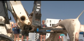 Tubarão foi retirado da areia por um reboque (foto: Reprodução Local10News)