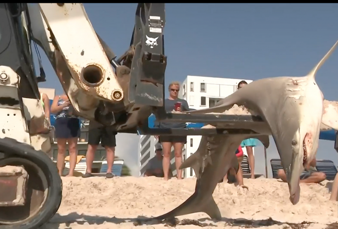 Tubarão foi retirado da areia por um reboque (foto: Reprodução Local10News)