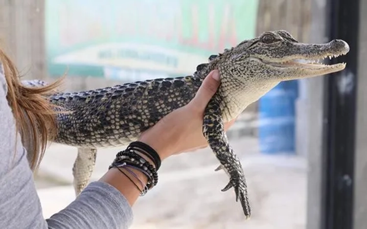 Segure um jacaré bebê na Everglades Alligator Farm (Foto: Divulgação)