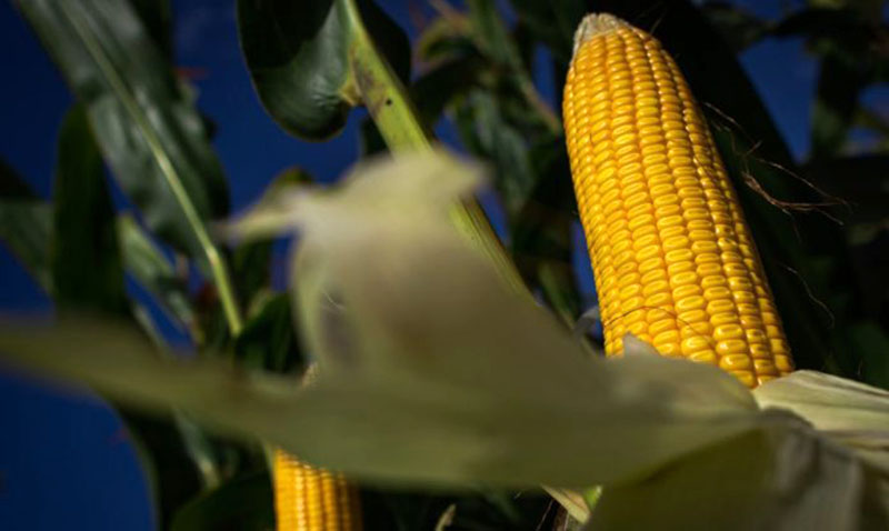 Produção global de cereais em 2022 apontam para uma provável queda (Foto: Wenderson Araujo/Trilux)