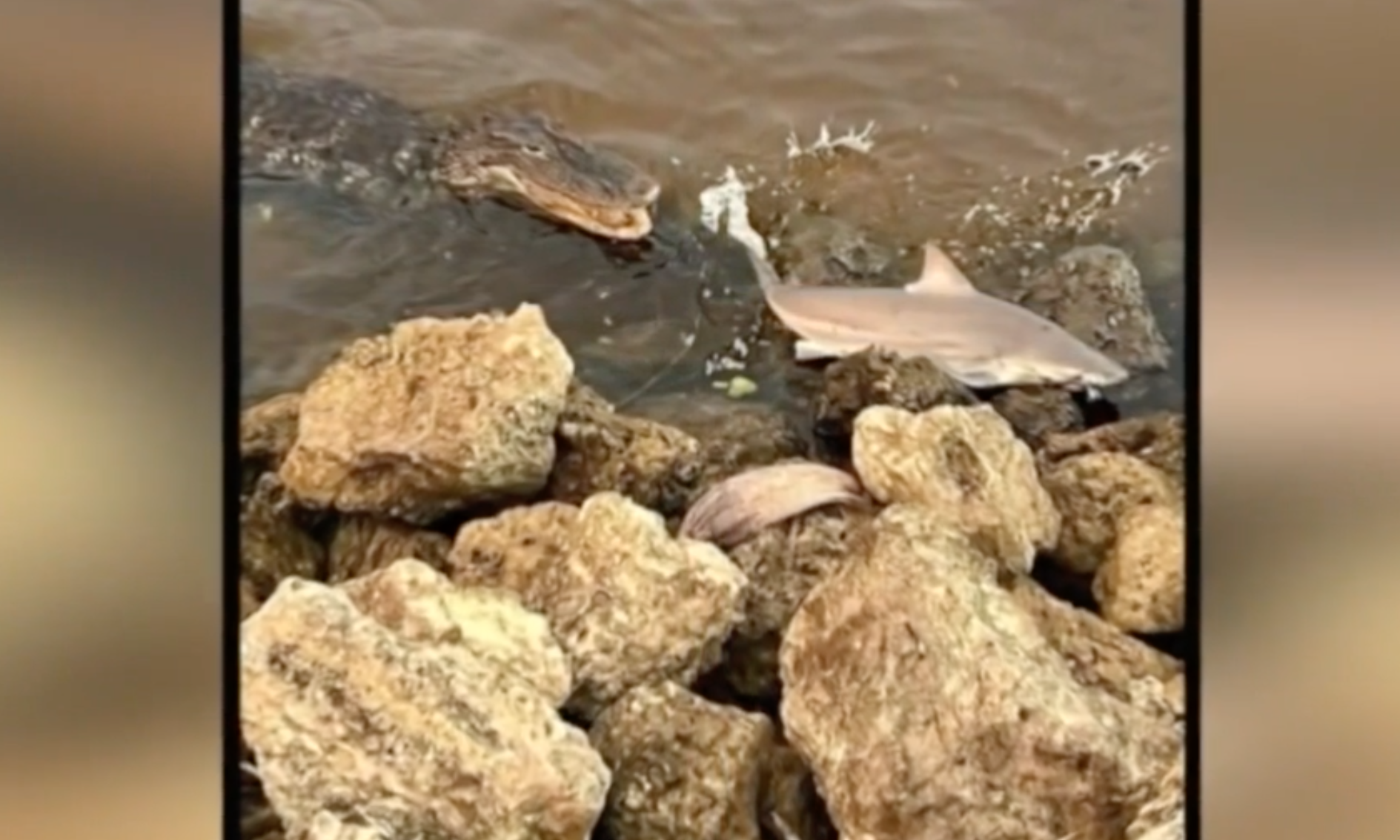 Jacaré e tubarão-touro no no rio St. Lucie (foto: David Zinn-Facebook)