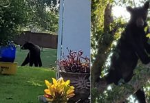 Urso perambulou entre as casas e subiu em árvores (foto: PBSO)