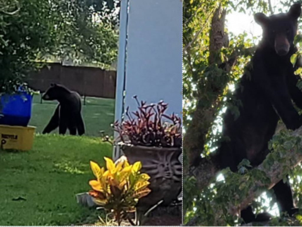 Urso perambulou entre as casas e subiu em árvores (foto: PBSO)