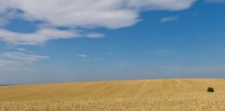 A Guerra entre Rússia e Ucrânia está agravando a crise alimentar, já que a região é responsável por 30% das exportações globais de trigo (Foto: Raimond Spekking - USNI News)