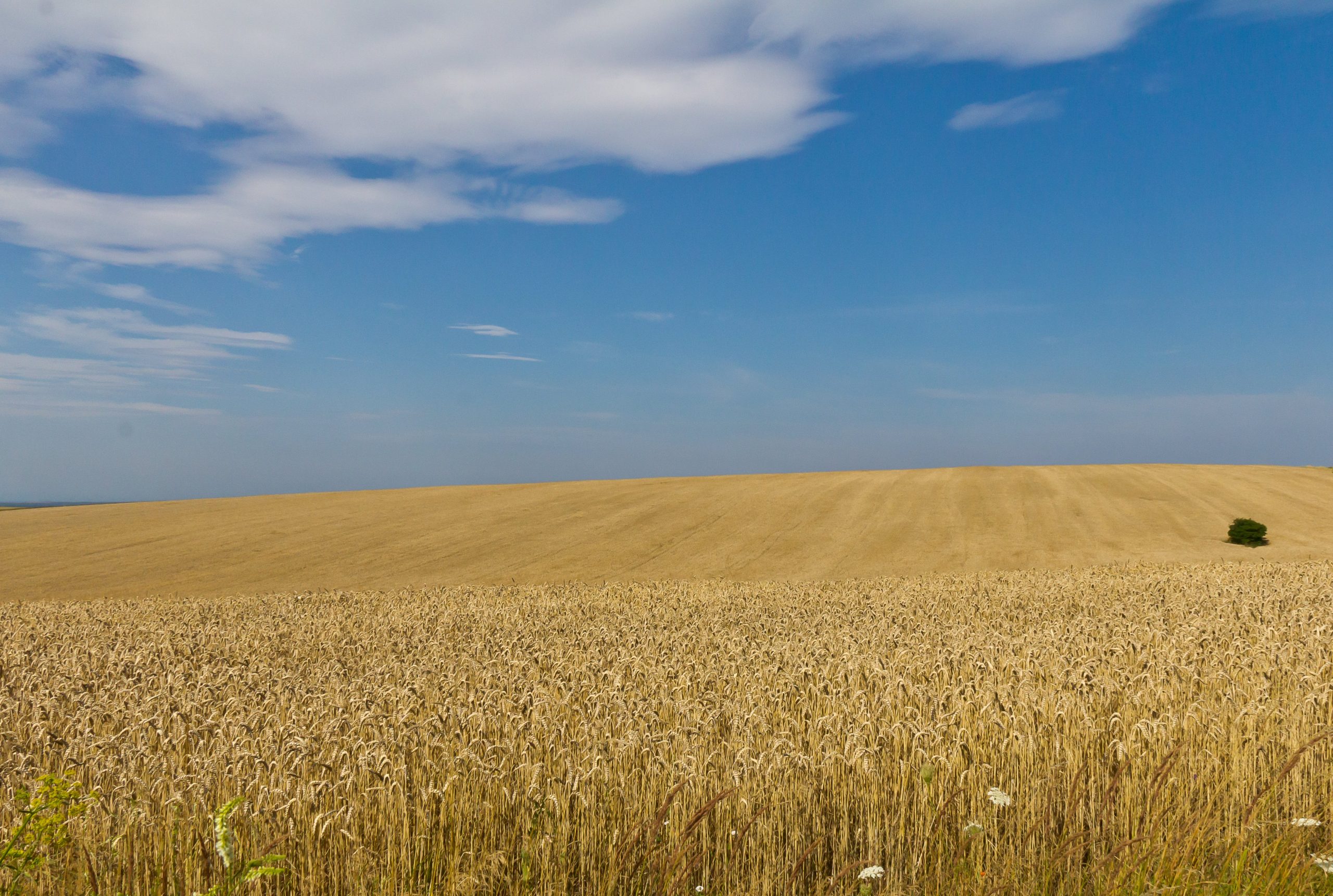A Guerra entre Rússia e Ucrânia está agravando a crise alimentar, já que a região é responsável por 30% das exportações globais de trigo (Foto: Raimond Spekking - USNI News)