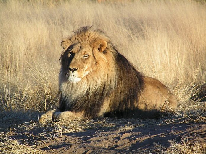 Apesar dos leões serem os principais predadores, é incrivelmente raro que eles ataquem humanos
