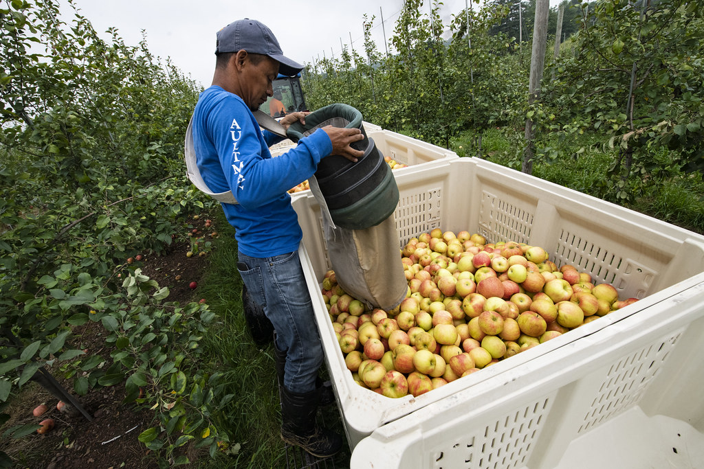 Os trabalhadores rurais nos EUA são, em sua maioria, imigrantes (Foto: Lance Cheung/Flickr)