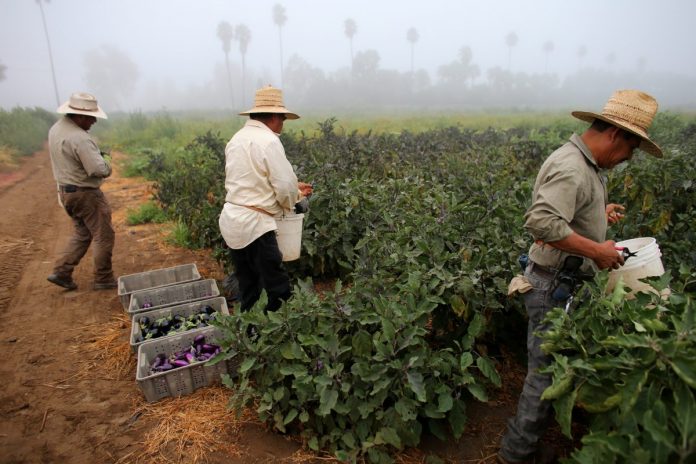 De 2014 a 2016, cerca de metade dos mais de três milhões de trabalhadores rurais não tinha status de imigração, de acordo com uma pesquisa do Departamento de Agricultura dos EUA (Foto: pbs.org)