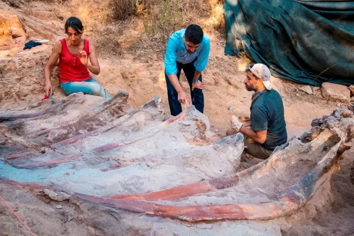 Paleontologos Paleontólogos portugueses e espanhóis estão trabalhando no fóssil desde 2017 (Foto: Instituto Dom Luiz)