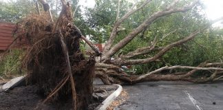 Em Cooper City, uma árvore foi arrancada do chão e atrapalhou o tráfego (Foto: vizinhos)