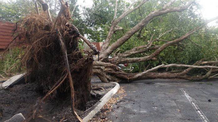 Em Cooper City, uma árvore foi arrancada do chão e atrapalhou o tráfego (Foto: vizinhos)