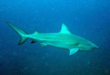 Um tubarão-touro atacou a turista e causou a morte da mulher de 58 anos (Foto: wikipedia.org)