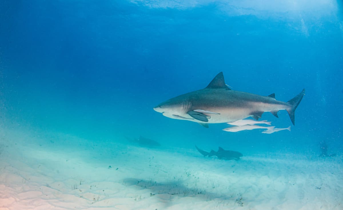 Espécie de tubarão que atacou a turista foi identificada como bull-shark (foto: Wikimedia)