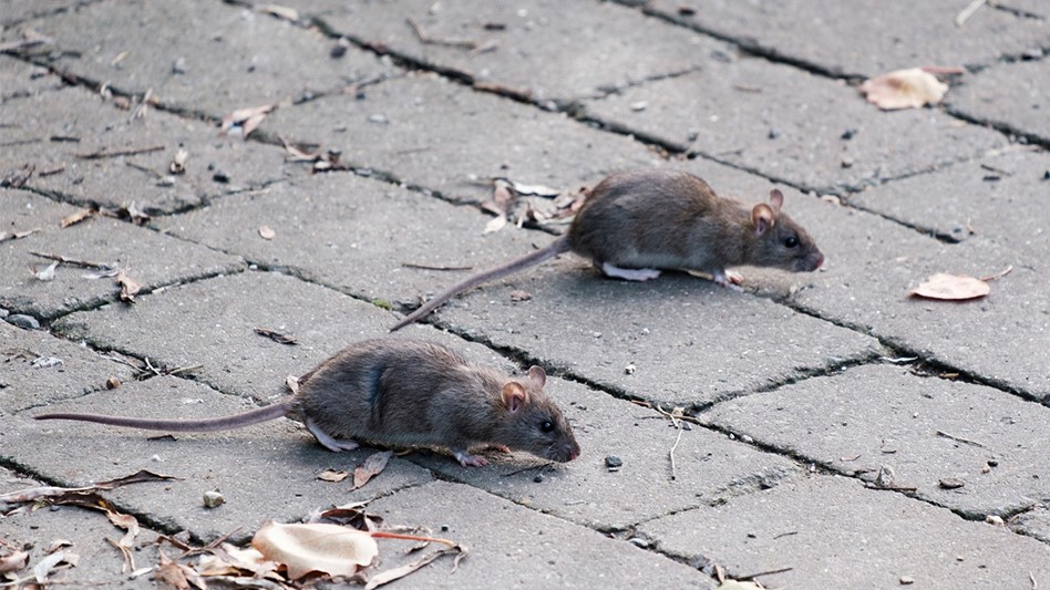 Por que Nova York é infestada por ratos? - Mega Curioso