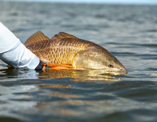 Redfish é um popular peixe de água salgada presente em toda a costa da Flórida (foto: Wikimedia)