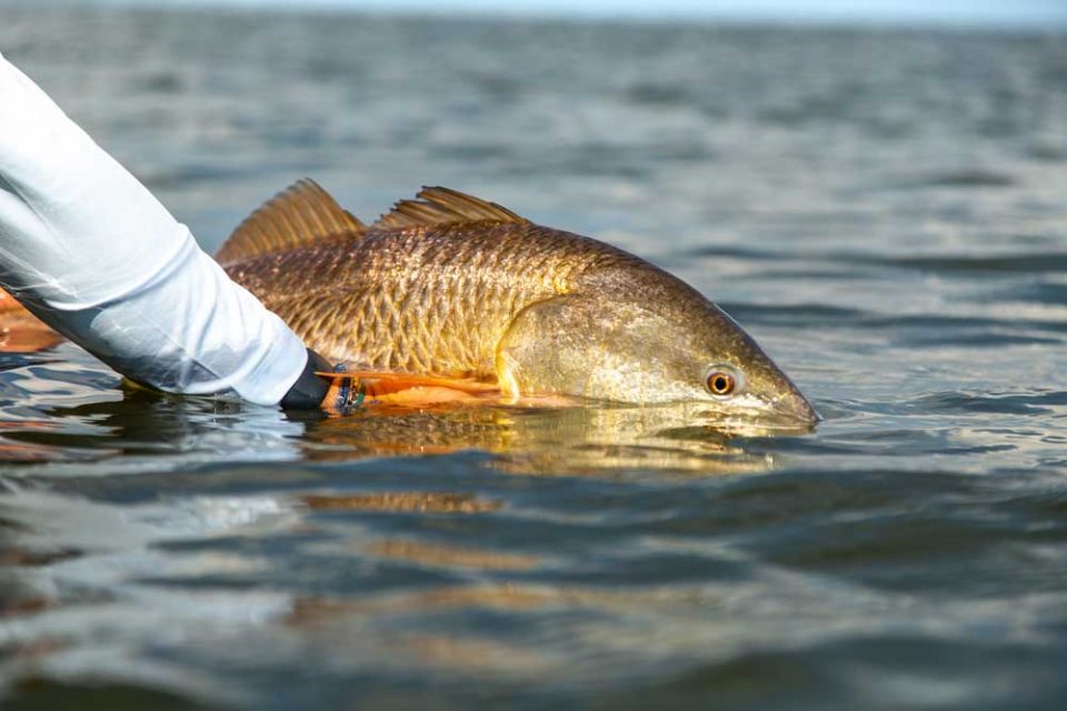 Redfish é um popular peixe de água salgada presente em toda a costa da Flórida (foto: Wikimedia)