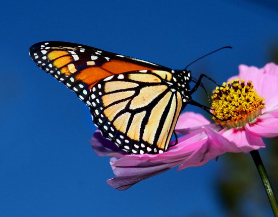 O U.S. Fish and Wildlife Service diz que há mais de 99% de chance de extinção da população migratória ocidental da borboleta monarca até 2080 (Foto: Bernard Spragg/Flickr)