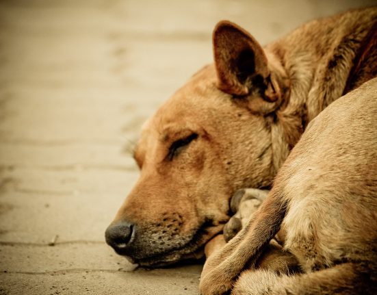Dados de Miami-Dade apontam que mais de 30 mil animais vivem atualmente nas ruas (Foto: Sukumaran sundar/Wikimedia)