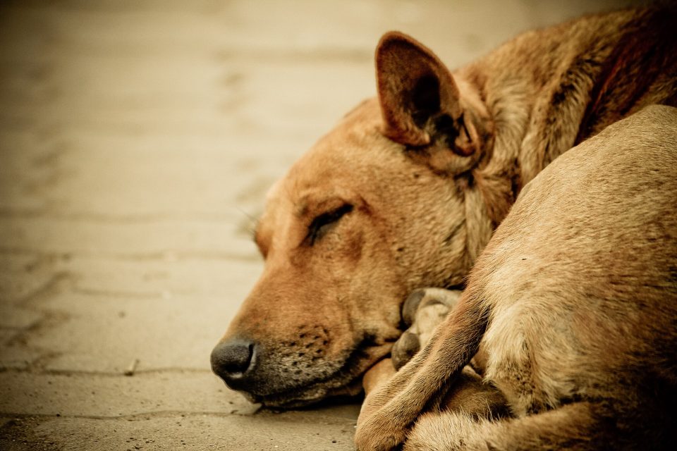 Dados de Miami-Dade apontam que mais de 30 mil animais vivem atualmente nas ruas (Foto: Sukumaran sundar/Wikimedia)