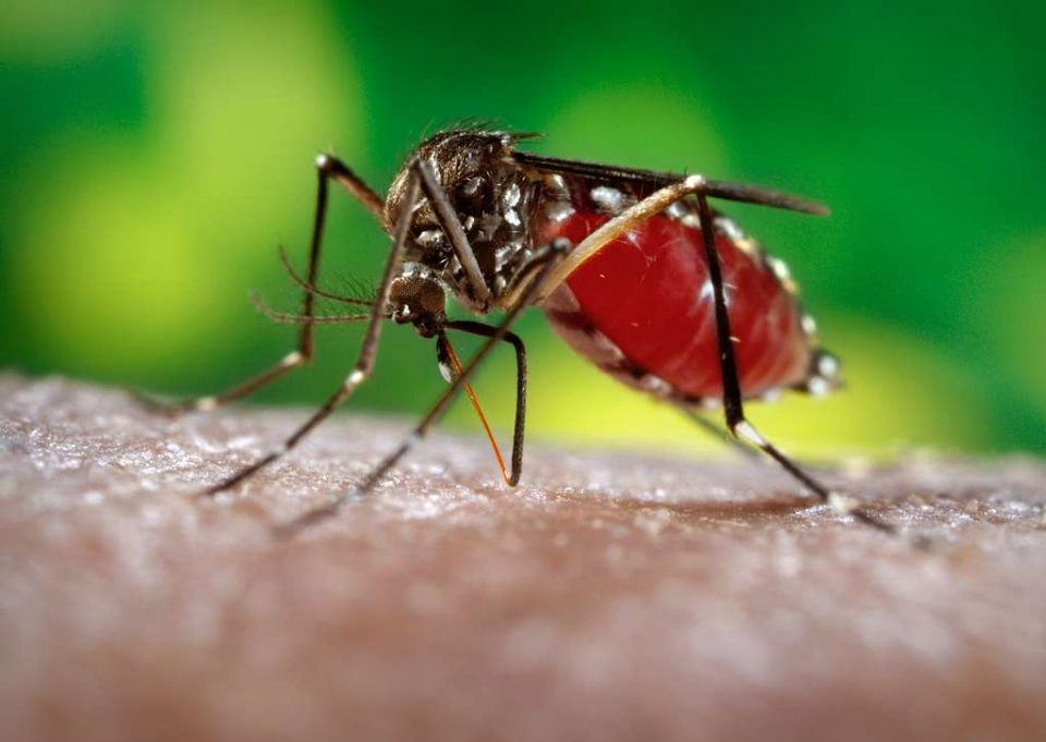 Vírus da dengue é transmitido pela fêmea do mosquito Aedes Aegypti (Foto: CDC/picryl)