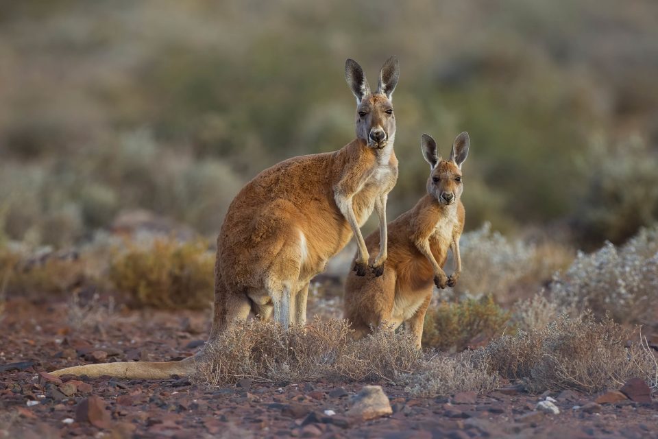Especialistas destacam que os cangurus podem reagir com agressividade quando se sentem ameaçados (Foto: PotMart186/wikimedia)