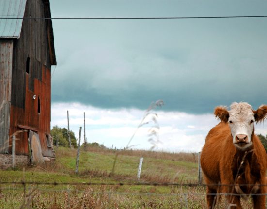 Novo estudo revelou que as cepas mais resistentes a antibióticos são aquelas encontradas no gado, inclusive a medicamentos como tetraciclina e cefalosporinas (Foto: Jeffrey/Wikimedia)