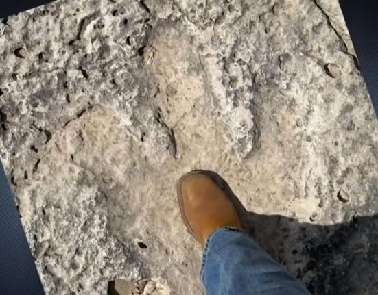 Especialistas acreditam que cada pegada fornece informações valiosas sobre a locomoção, hábitos alimentares e a diversidade de espécies da época (Reprodução TV)