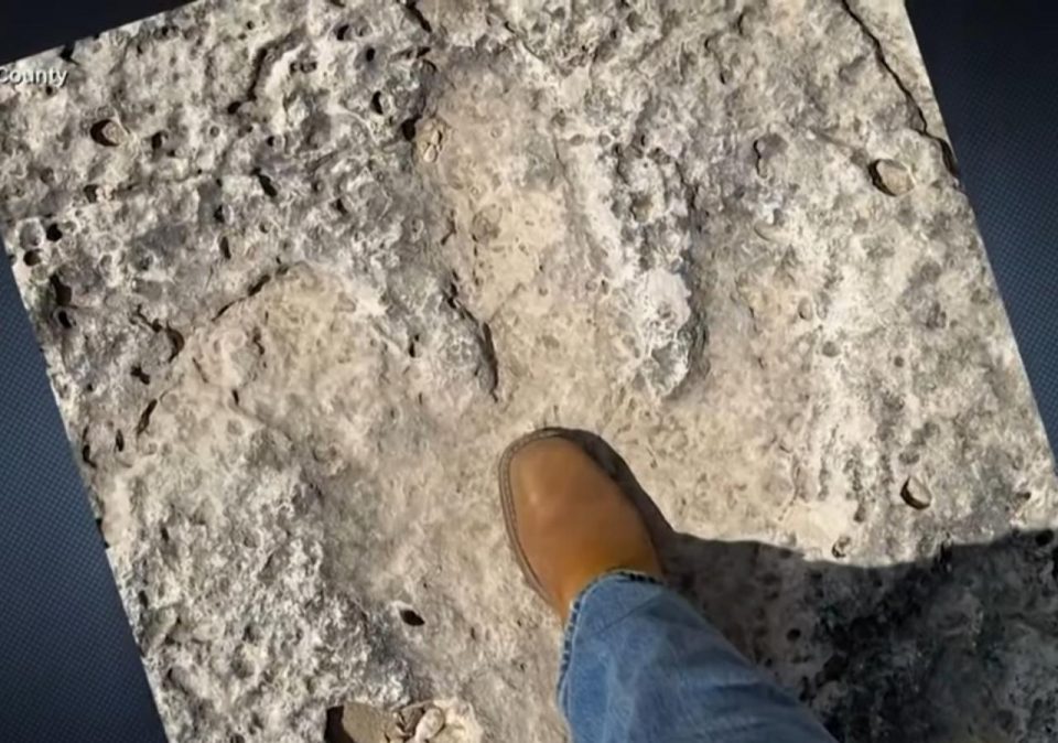 Especialistas acreditam que cada pegada fornece informações valiosas sobre a locomoção, hábitos alimentares e a diversidade de espécies da época (Reprodução TV)