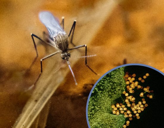 As autoridades alertam que o aumento de casos humanos está relacionado não apenas à presença do vetor, mas também a uma proporção maior de mosquitos infectados (Foto: NIAID/Wikimedia)