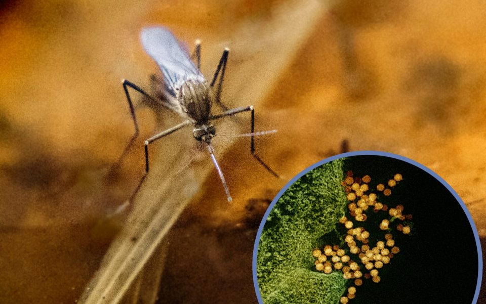 As autoridades alertam que o aumento de casos humanos está relacionado não apenas à presença do vetor, mas também a uma proporção maior de mosquitos infectados (Foto: NIAID/Wikimedia)