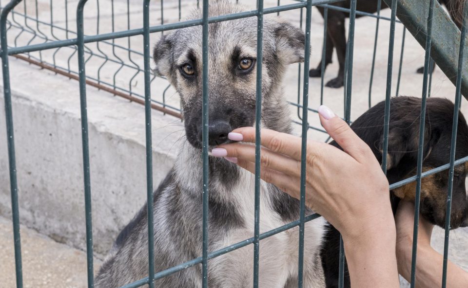 Segundo o prefeito de Orange County, Jerry L. Demings, o prédio atual já não atende às necessidades da comunidade (Foto: Freepik)