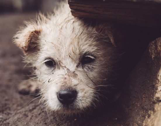 Estado é o primeiro do país a criminalizar explicitamente o abandono de animais durante desastres naturais. Louisiana e Texas já estudam projetos semelhantes (Foto: Freepik)