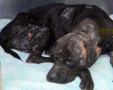 Apesar de ilegais em todo o país, as brigas de cães seguem como um problema persistente, frequentemente associado a outras atividades criminosas, como tráfico de drogas, apostas clandestinas e porte ilegal de armas (Reprodução TV)