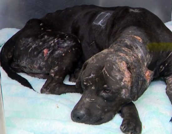 Apesar de ilegais em todo o país, as brigas de cães seguem como um problema persistente, frequentemente associado a outras atividades criminosas, como tráfico de drogas, apostas clandestinas e porte ilegal de armas (Reprodução TV)