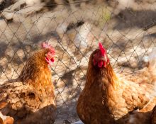 Autoridades federais afirmam que não há indicativos de que o vírus esteja se adaptando para transmissão eficiente entre humanos (Foto: Freepik)