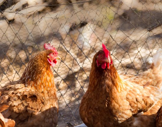 Autoridades federais afirmam que não há indicativos de que o vírus esteja se adaptando para transmissão eficiente entre humanos (Foto: Freepik)