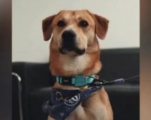 Ativistas da causa animal reforçam a importância de denúncias rápidas, do fortalecimento das delegacias especializadas em proteção animal e da responsabilização prevista em lei. (Foto: Reprodução redes sociais)