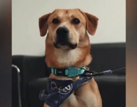 Ativistas da causa animal reforçam a importância de denúncias rápidas, do fortalecimento das delegacias especializadas em proteção animal e da responsabilização prevista em lei. (Foto: Reprodução redes sociais)