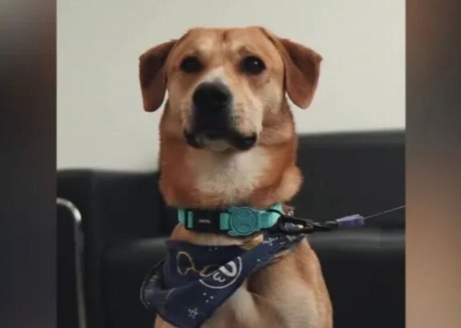 Ativistas da causa animal reforçam a importância de denúncias rápidas, do fortalecimento das delegacias especializadas em proteção animal e da responsabilização prevista em lei. (Foto: Reprodução redes sociais)