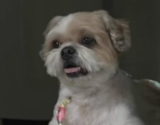 A recuperação parcial da locomoção em cães traz novas perspectivas de tratamento para pessoas e animais com lesões medulares graves. (Foto: Reprodução/TV)