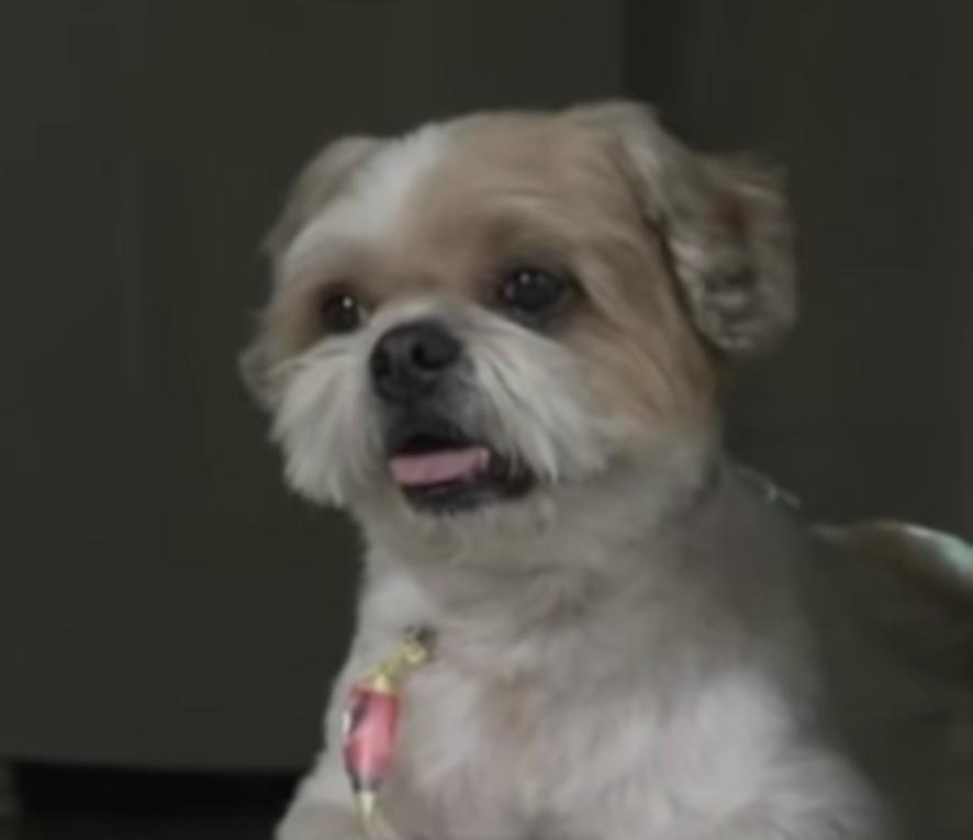 A recuperação parcial da locomoção em cães traz novas perspectivas de tratamento para pessoas e animais com lesões medulares graves. (Foto: Reprodução/TV)