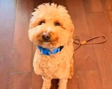 O caso reacendeu o debate sobre o uso indevido da classificação de “cão de serviço” para burlar as regras do transporte aéreo (Foto: Reprodução Youtube)