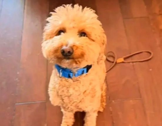 O caso reacendeu o debate sobre o uso indevido da classificação de “cão de serviço” para burlar as regras do transporte aéreo (Foto: Reprodução Youtube)