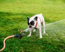 As autoridades orientam a população a reduzir o consumo, evitando a irrigação excessiva de jardins e a lavagem de carros e barcos (Foto: Freepik)