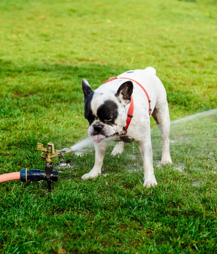 As autoridades orientam a população a reduzir o consumo, evitando a irrigação excessiva de jardins e a lavagem de carros e barcos (Foto: Freepik)