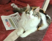 A gatinha Vicky, mascote do AcheiUSA (Foto: AcheiUSA)