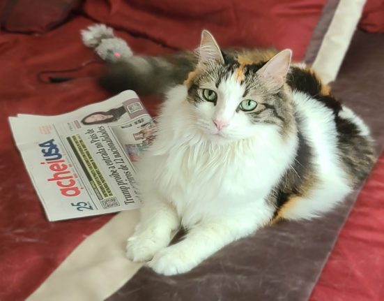 A gatinha Vicky, mascote do AcheiUSA (Foto: AcheiUSA)