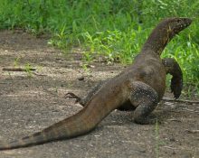 Desde 2021, o lagarto-do-Nilo integra a lista de espécies exóticas proibidas na Flórida, e programas de controle visam conter sua expansão (Foto: Reprodução redes sociais)